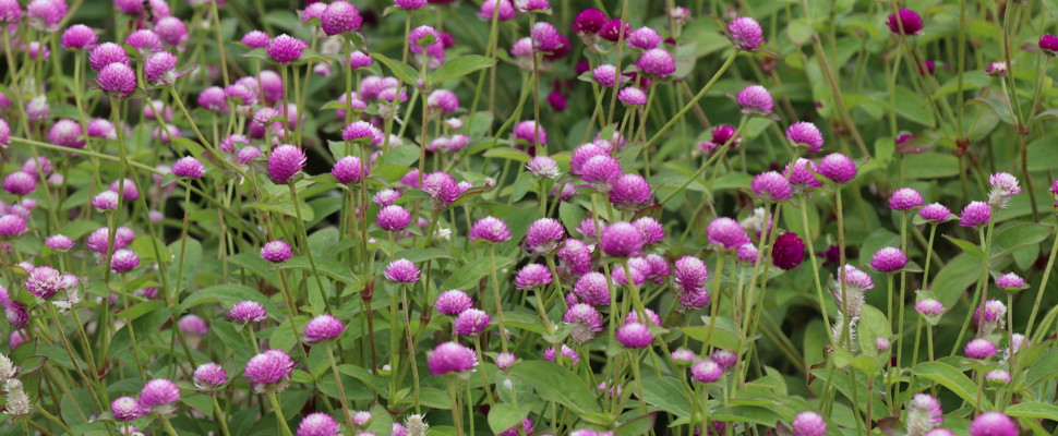 Gomphrena 'Audray Bicolour Rose'