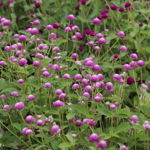 Gomphrena 'Audray Bicolour Rose'