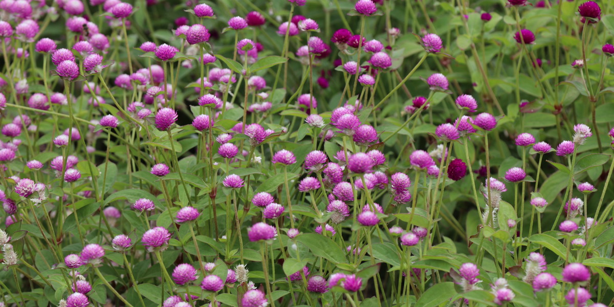 Gomphrena 'Audray Bicolour Rose'