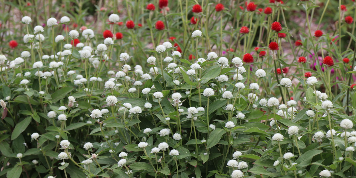 Gomphrena 'Audray White'