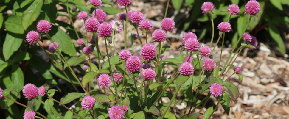 Gomphrena globosa 'QIS Salmon'