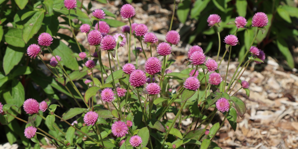 Gomphrena globosa 'QIS Salmon'