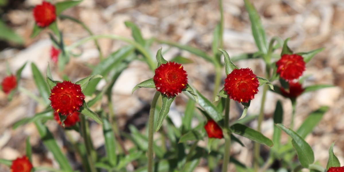 Gomphrena 'Strawberry Fields'