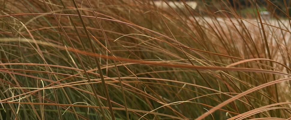 Carex Testacea grass