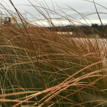 Carex Testacea grass