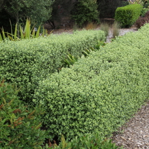 Trimmed square hedge of Pittosporum 'Wrinkle Blue'