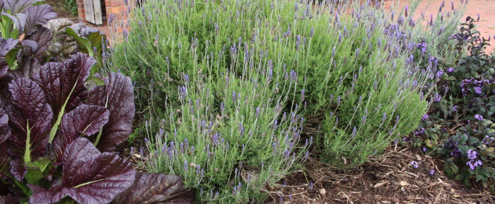 Flowering French lavender (Lavandula dentata)