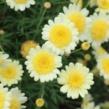 Argyranthemum frutescens 'Sulemio'