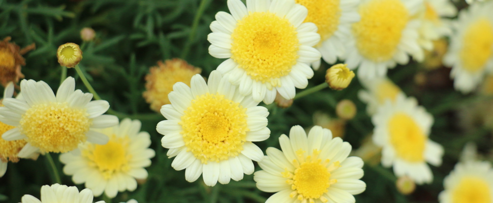 Argyranthemum frutescens 'Sulemio'