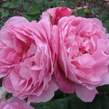 Mary Rose (Rosa AUSmary)