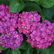 Hydrangea 'Red Emperor'