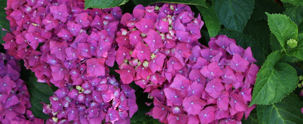 Hydrangea 'Red Emperor'