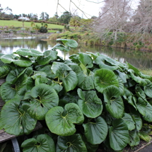 Tractor seat plant (Farfugium japonicum var. giganteum)