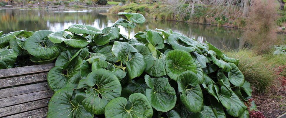 Tractor seat plant (Farfugium japonicum var. giganteum)