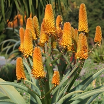 Dune aloe (Aloe thraskii)