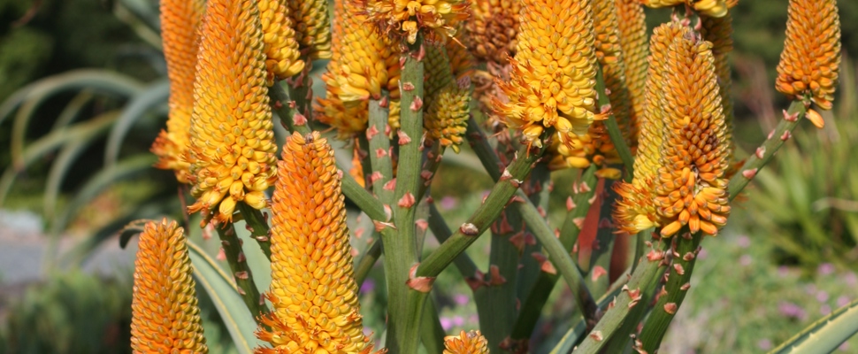 Dune aloe (Aloe thraskii)