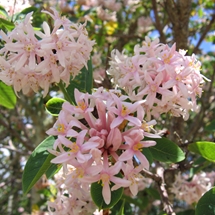 Pink flowers of the Pompom tree (Dais cotinifolia)