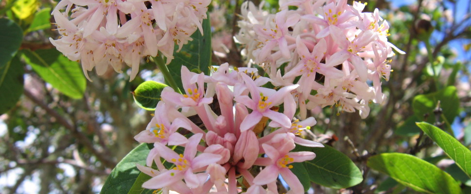 Pink flowers of the Pompom tree (Dais cotinifolia)