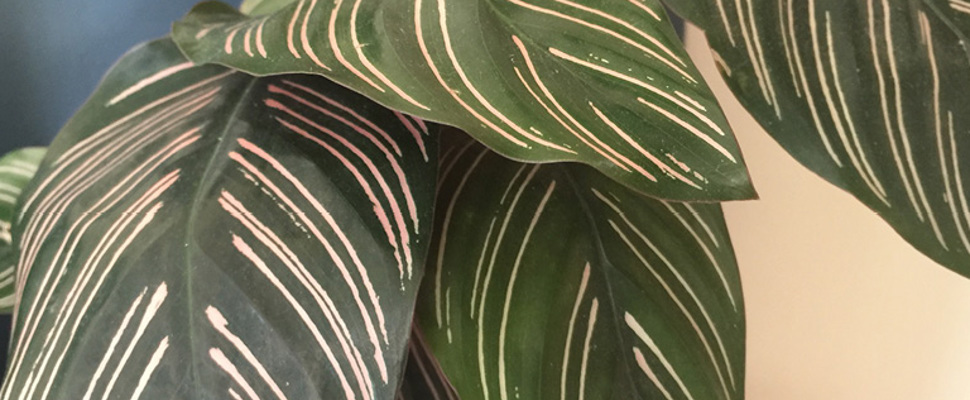 Pink and green stripes on Pinstripe plant leaves (species name Calathea ornata) in indoor pot 