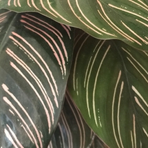 Pink and green stripes on Pinstripe plant leaves (species name Calathea ornata) in indoor pot 