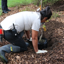 Planting trees image