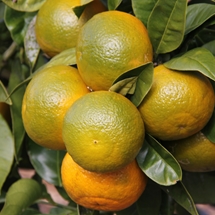 Ripening Seville oranges (Citrus aurantium 'Seville') on tree 