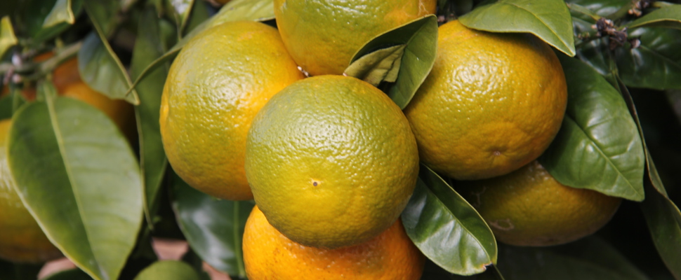 Ripening Seville oranges (Citrus aurantium 'Seville') on tree 