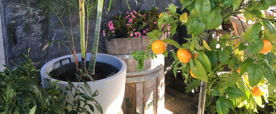 Display of container plants 