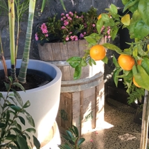 Display of container plants 