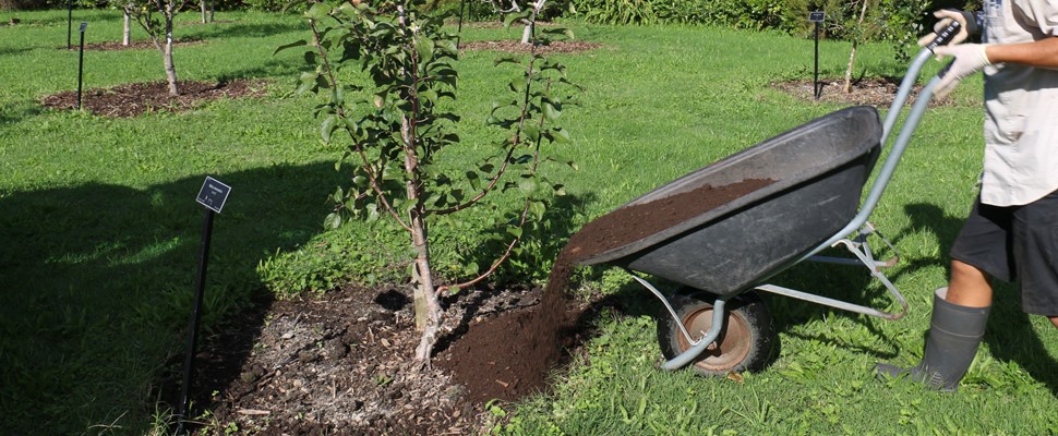 Composting the orchard