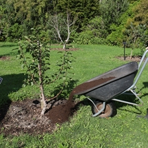 Composting the orchard