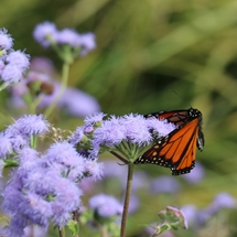 Monarch butterfly on flowering plant