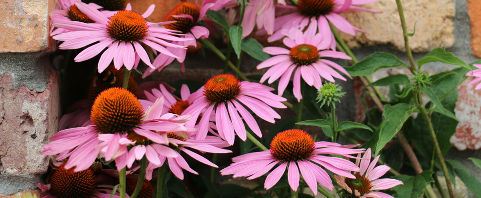 Echinacea purpurea plant