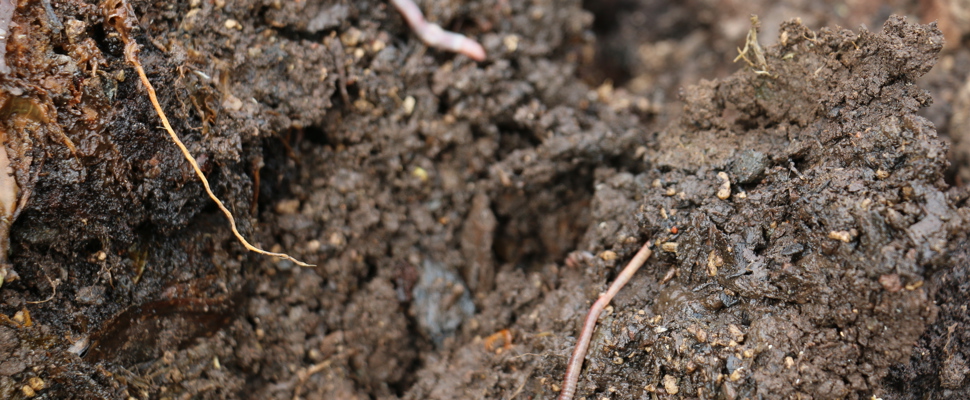 Worms in soil