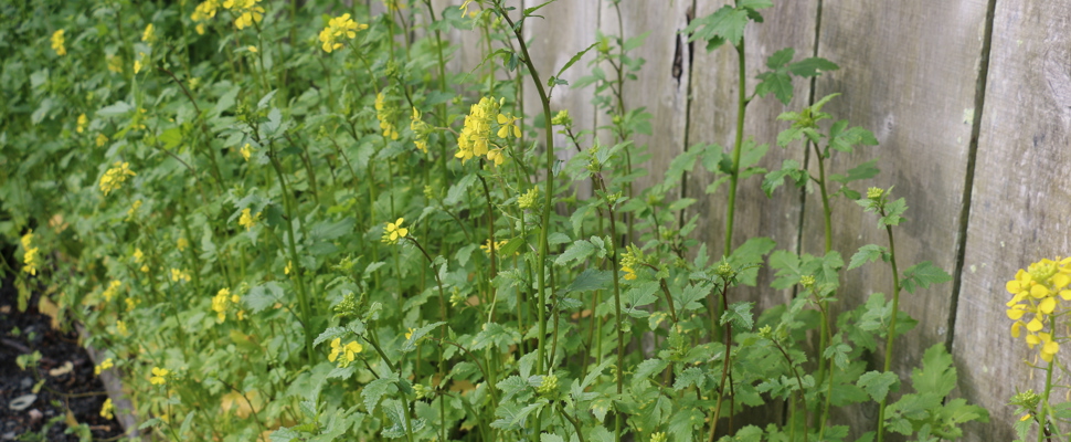 Mustard (Brassica alba) green crop