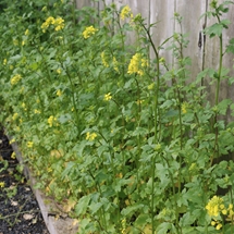 Mustard (Brassica alba) green crop