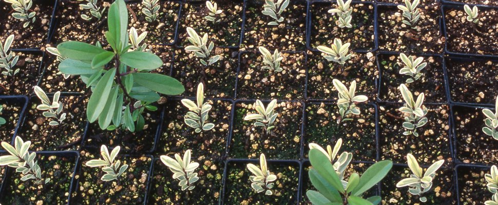 Cuttings of hebe plants