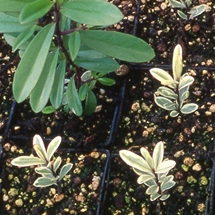 Cuttings of hebe plants