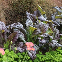 Giant red mustard and parsley companion planting