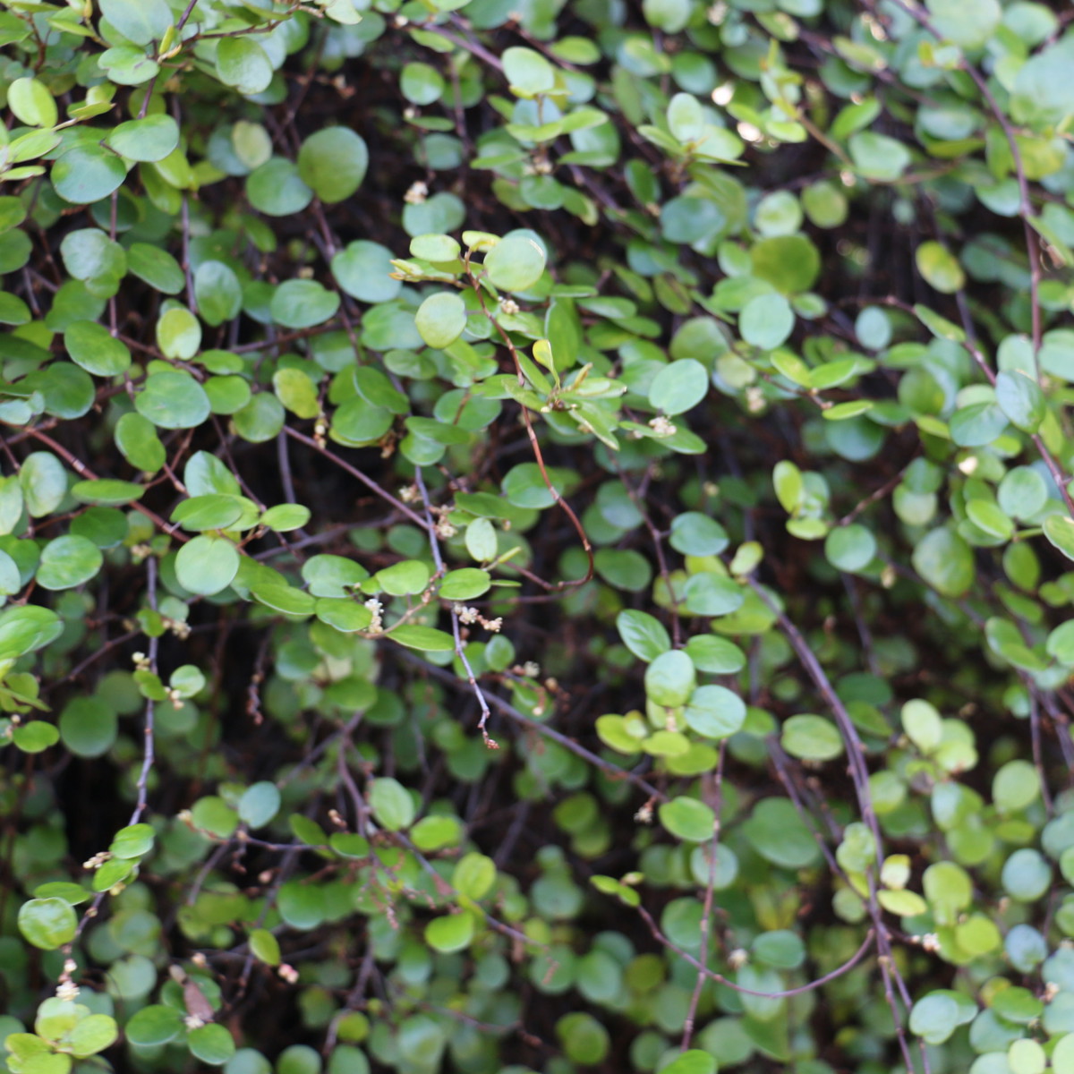 Groundcovers