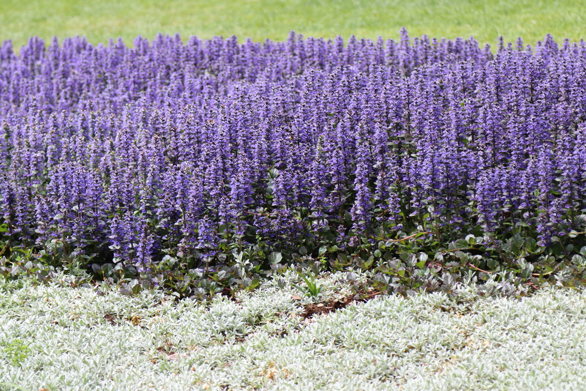 Ajuga reptans Jungle Beauty (4)