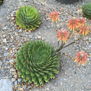 Drop and Learn: Botanical Sculptures image