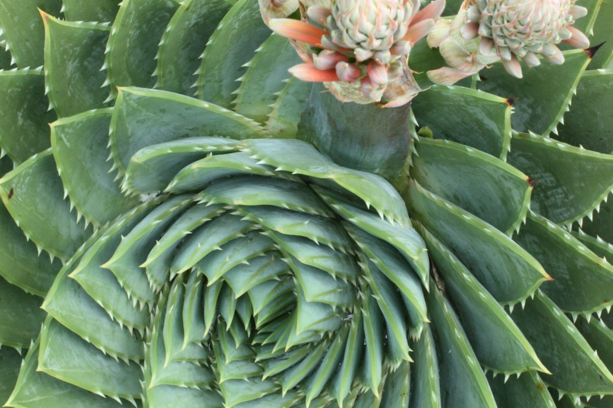 Aloe polyphylla (1)