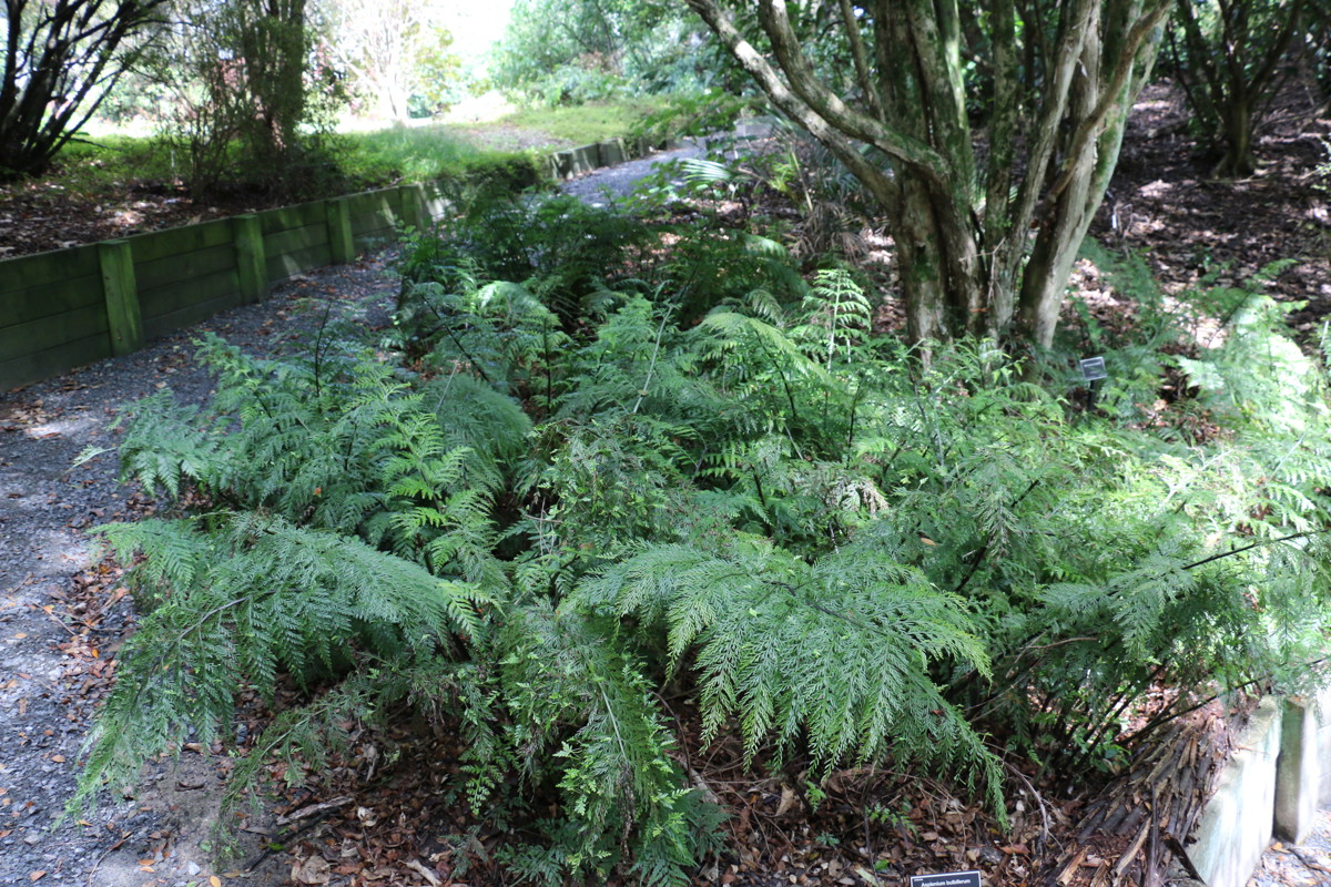 Asplenium bulbiferum (5)