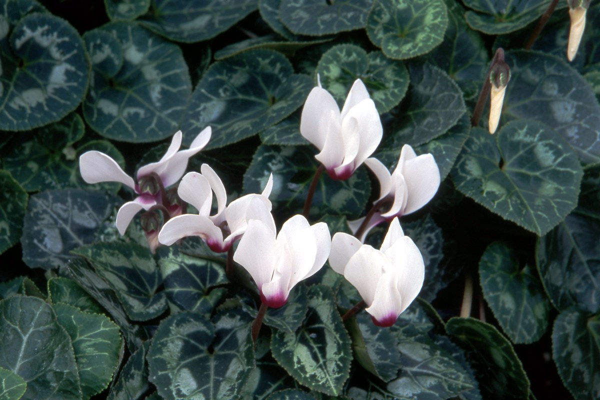 Cyclamen hederifolium 3.jpg