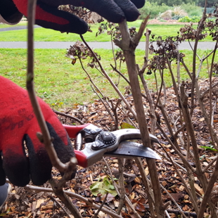 Drop and Learn: Hydrangea Pruning image