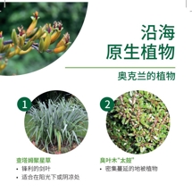 沿海 原生植物 Coastal natives image