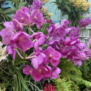 South Auckland Orchid Society plant display image