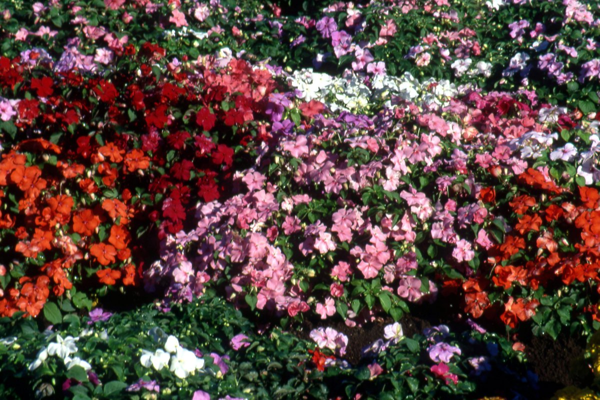 impatiens super elfin mixed.jpg