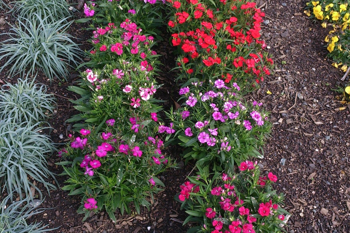 Dianthus 'Telstar Mix'.JPG